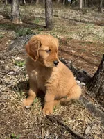 Maximus , a male Golden Retriever for sale in Harrisonburg, VA – Photo 2 of 4