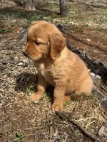 Maximus , a male Golden Retriever for sale in Harrisonburg, VA – Photo 3 of 4