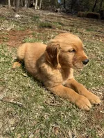 Maximus , a male Golden Retriever for sale in Harrisonburg, VA – Photo 4 of 4