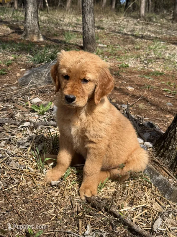 Maximus , a male Golden Retriever for sale in Harrisonburg, VA – Photo 1 of 4