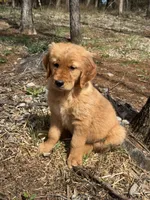 Maximus , a male Golden Retriever for sale in Harrisonburg, VA – Photo 1 of 4