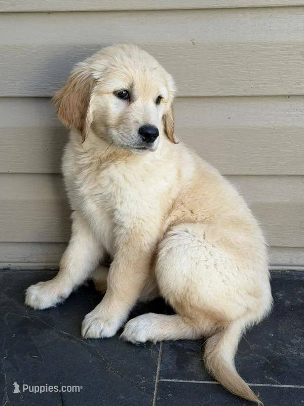 Brûlée – Golden Retriever puppy for sale in Harrisonburg, VA