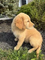 Honey, a female Golden Retriever for sale in Harrisonburg, VA – 4 of 4