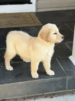 Maggie, a female Golden Retriever for sale in Harrisonburg, VA – 3 of 4