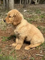 Honey, a female Golden Retriever for sale in Harrisonburg, VA – Photo 2 of 4