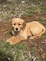 Honey, a female Golden Retriever for sale in Harrisonburg, VA – Photo 3 of 4