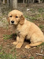 Honey, a female Golden Retriever for sale in Harrisonburg, VA – Photo 1 of 4