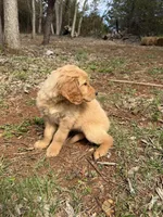 Honey, a female Golden Retriever for sale in Harrisonburg, VA – Photo 4 of 4