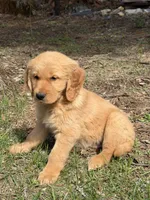 Doug, a male Golden Retriever for sale in Harrisonburg, VA – Photo 2 of 4