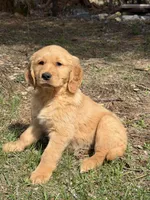Doug, a male Golden Retriever for sale in Harrisonburg, VA – Photo 3 of 4