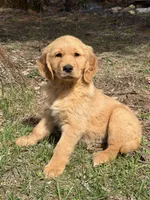 Doug, a male Golden Retriever for sale in Harrisonburg, VA – Photo 1 of 4