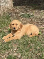 Doug, a male Golden Retriever for sale in Harrisonburg, VA – Photo 4 of 4