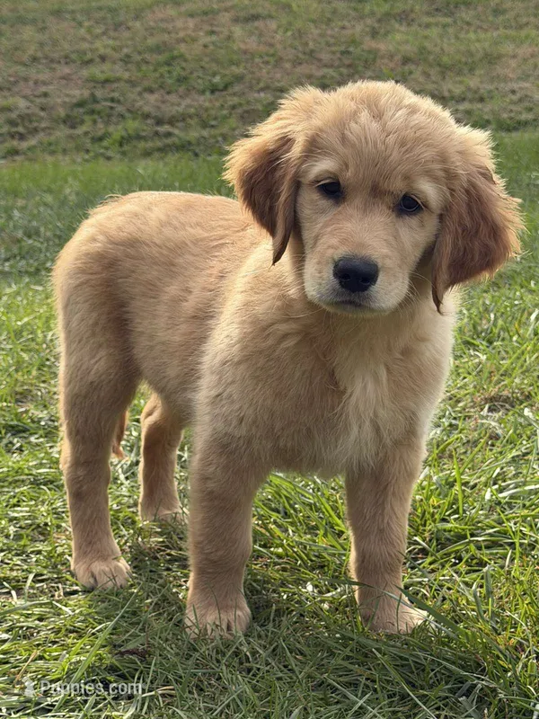 Honey – Golden Retriever puppy for sale in Harrisonburg, VA