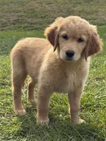 Honey, a female Golden Retriever for sale in Harrisonburg, VA – 1 of 4