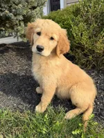 Honey, a female Golden Retriever for sale in Harrisonburg, VA – 2 of 4