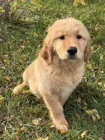Floyd, a male Golden Retriever for sale in Harrisonburg, VA – 3 of 4
