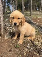 Lucy, a female Golden Retriever for sale in Harrisonburg, VA – Photo 2 of 4