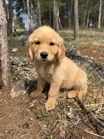 Lucy, a female Golden Retriever for sale in Harrisonburg, VA – Photo 1 of 4