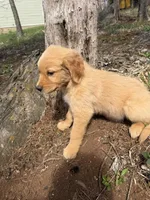 Lucy, a female Golden Retriever for sale in Harrisonburg, VA – Photo 3 of 4
