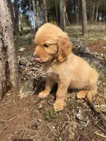 Lucy, a female Golden Retriever for sale in Harrisonburg, VA – Photo 4 of 4