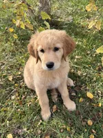 Honey, a female Golden Retriever for sale in Harrisonburg, VA – 3 of 4
