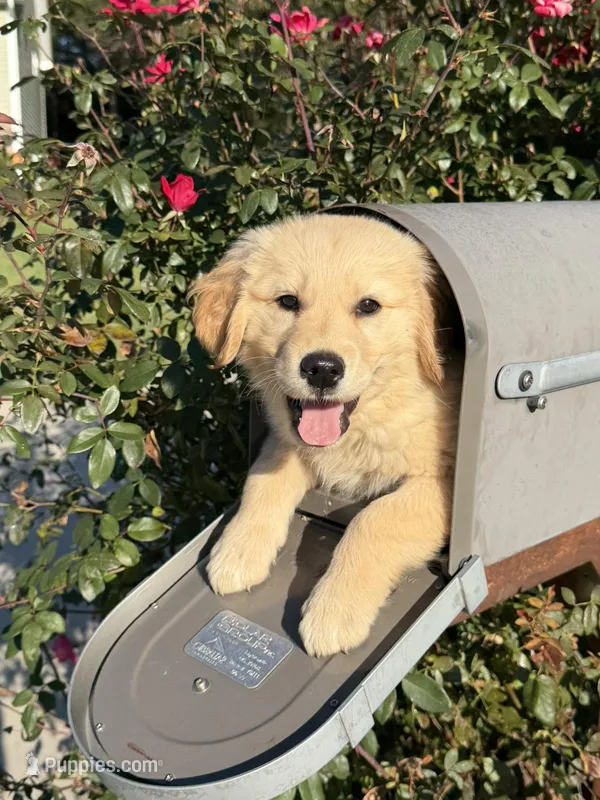 Maggie – Golden Retriever puppy for sale in Harrisonburg, VA