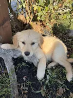 Maggie, a female Golden Retriever for sale in Harrisonburg, VA – 2 of 4