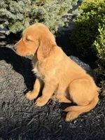 Ralph, a male Golden Retriever for sale in Harrisonburg, VA – 2 of 2