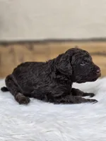 Benedict, a male Poodle - Standard  for sale in Stone Creek, OH – Photo 2 of 3