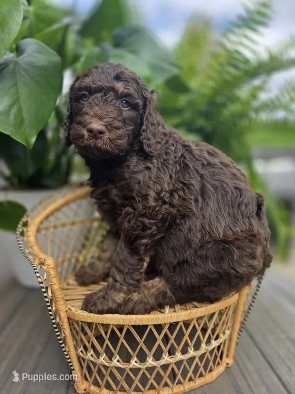 Benedict – Poodle - Standard  puppy for sale in Stone Creek, OH