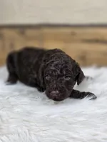 Benedict, a male Poodle - Standard  for sale in Stone Creek, OH – Photo 3 of 3