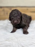 Benedict, a male Poodle - Standard  for sale in Stone Creek, OH – Photo 1 of 3