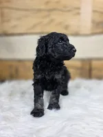Anthony, a male Poodle - Standard  for sale in Stone Creek, OH – Photo 3 of 3