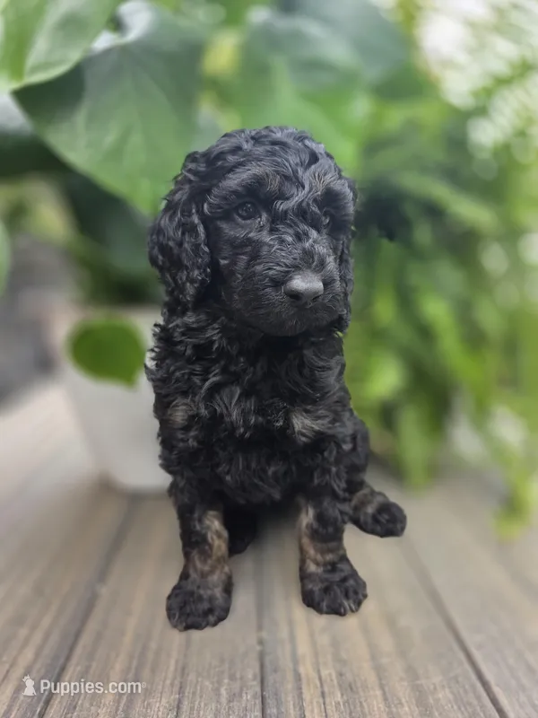 Anthony – Poodle - Standard  puppy for sale in Stone Creek, OH