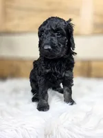 Anthony, a male Poodle - Standard  for sale in Stone Creek, OH – Photo 2 of 3