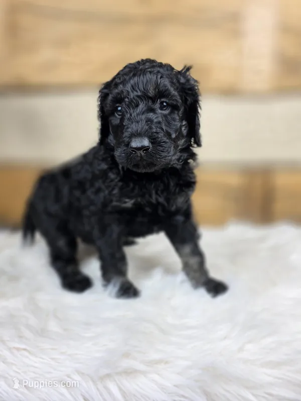 Anthony, a male Poodle - Standard  for sale in Stone Creek, OH – Photo 1 of 3