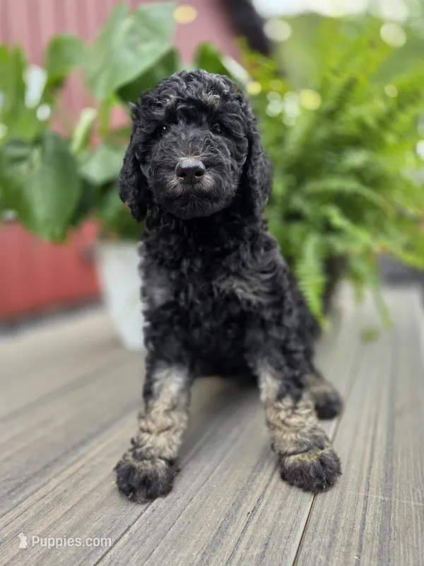 Francesca – Poodle - Standard  puppy for sale in Stone Creek, OH