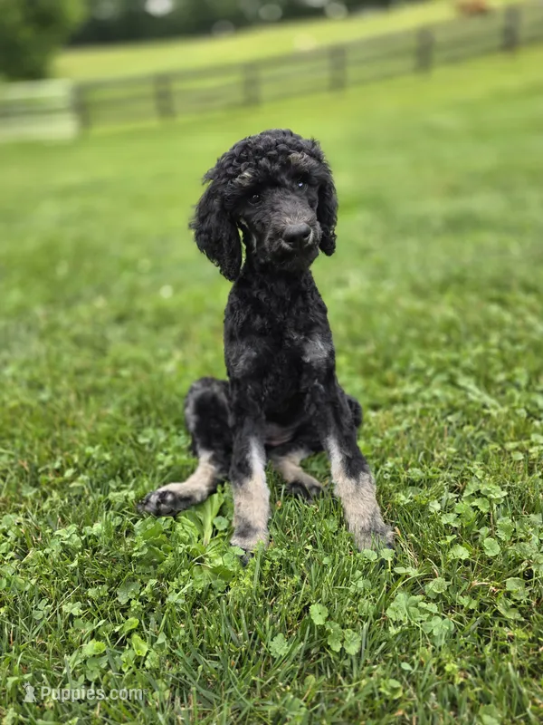Francesca – Poodle - Standard  puppy for sale in Stone Creek, OH