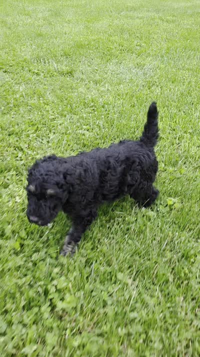 Francesca, a female Poodle - Standard  for sale in Stone Creek, OH – 4 of 4