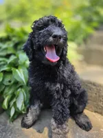Francesca, a female Poodle - Standard  for sale in Stone Creek, OH – 1 of 4