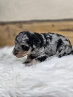 Penelope, a female Poodle - Standard  for sale in Stone Creek, OH – Photo 3 of 3