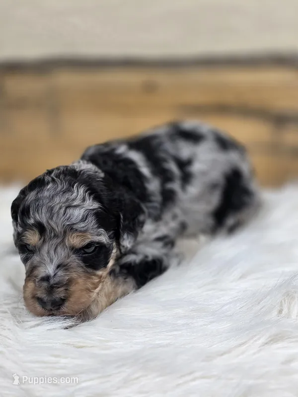 Penelope – Poodle - Standard  puppy for sale in Stone Creek, OH