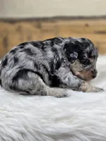 Penelope, a female Poodle - Standard  for sale in Stone Creek, OH – Photo 2 of 3