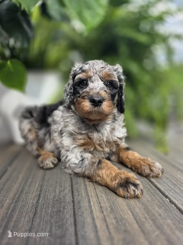 Simon – Poodle - Standard  puppy for sale in Stone Creek, OH