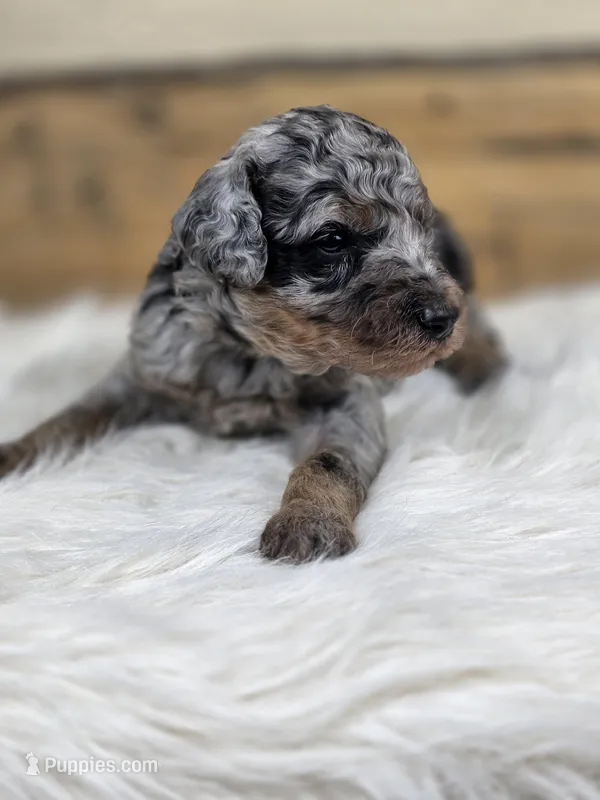 Simon – Poodle - Standard  puppy for sale in Stone Creek, OH