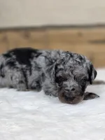 Simon, a male Poodle - Standard  for sale in Stone Creek, OH – Photo 3 of 3