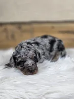 Simon, a male Poodle - Standard  for sale in Stone Creek, OH – Photo 2 of 3