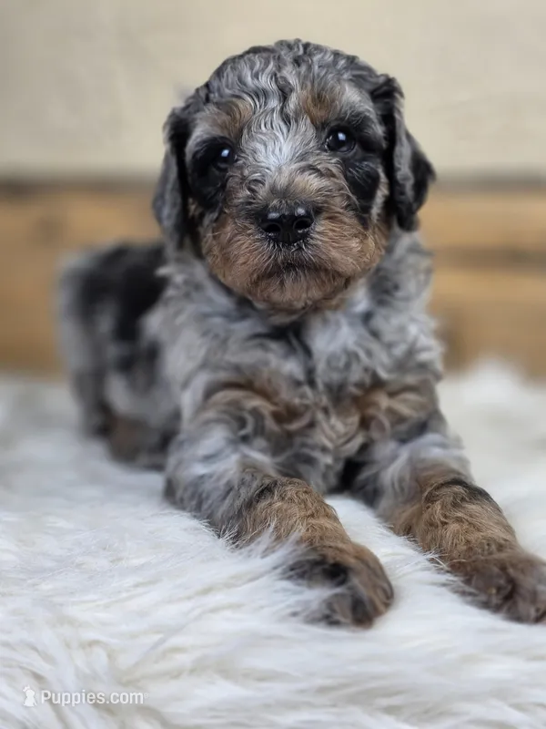 Simon – Poodle - Standard  puppy for sale in Stone Creek, OH