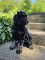 Francesca, a female Poodle - Standard  for sale in Stone Creek, OH – 2 of 4