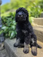Francesca, a female Poodle - Standard  for sale in Stone Creek, OH – 3 of 4